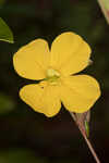 Narrowleaf primrose-willow